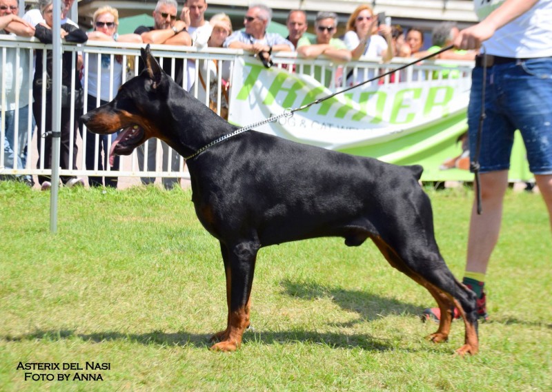 Aria Dobermans Asterix del Nasi